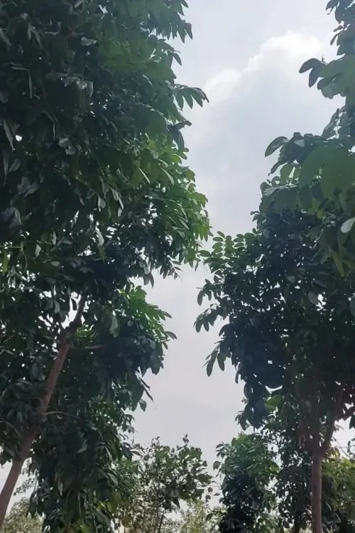 WhatsApp Image 2026-03-27 at 9.04.57 AM