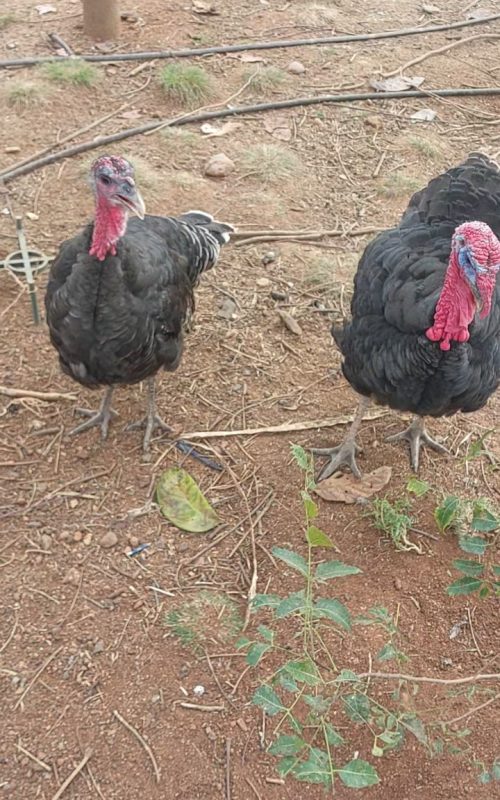 WhatsApp Image 2026-03-27 at 9.04.59 AM